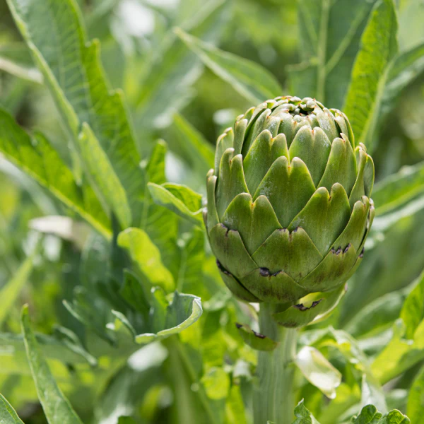 Artichoke ,globe, single piece - Image 4
