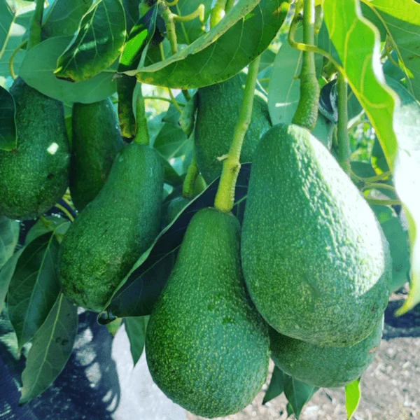 Avocados, Fuerte, 1 Kg Punnet - Image 4