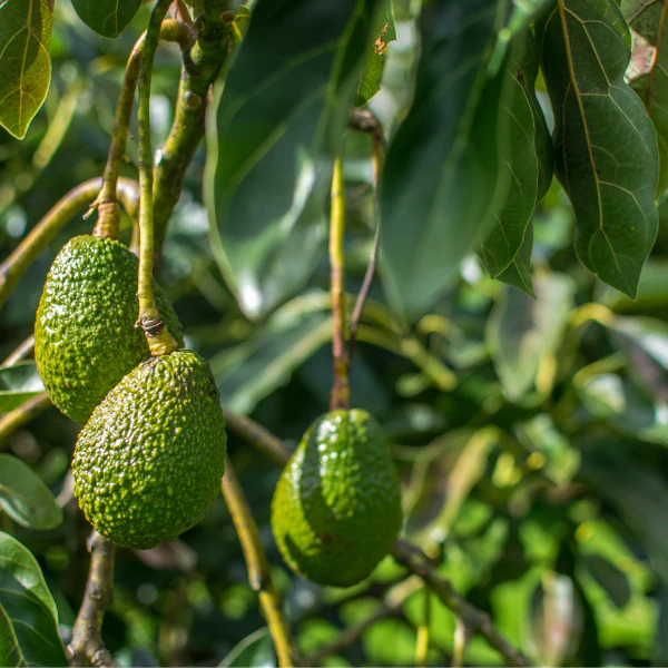 Avocado, Hass, single piece - Image 4