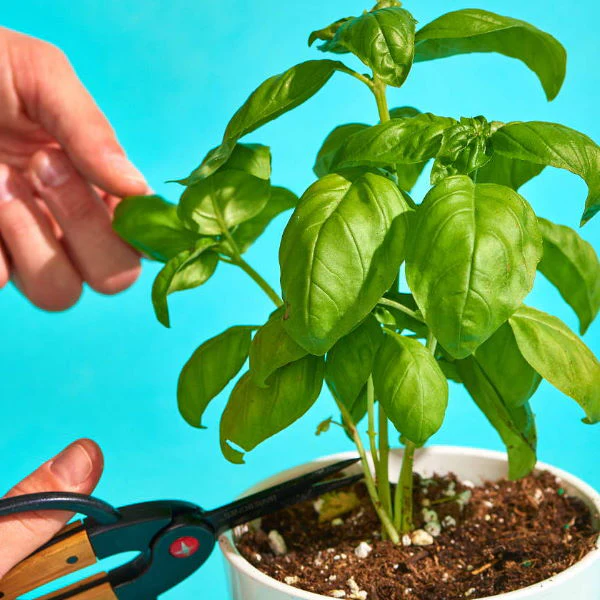 Basil, plant in a pot, organic, single piece - Image 3