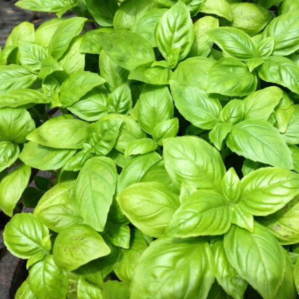 Basil, plant in a pot, organic, single piece - Image 4