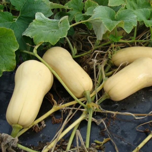 Butternut Squash, Single Piece - Image 4