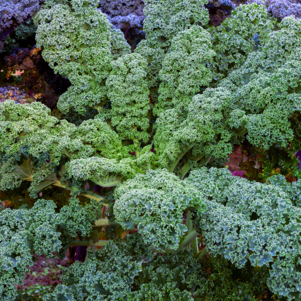 Kale curly, *super-food*, 0.5 kg bag - Image 4