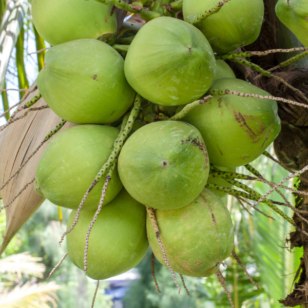 Coconut, Young, drinking, Single Piece - Image 4