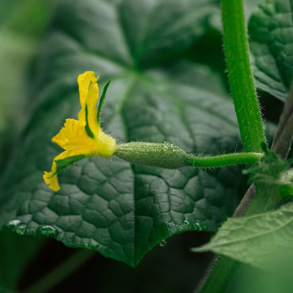 Cucumber, Mini,0.2 kg - Image 4
