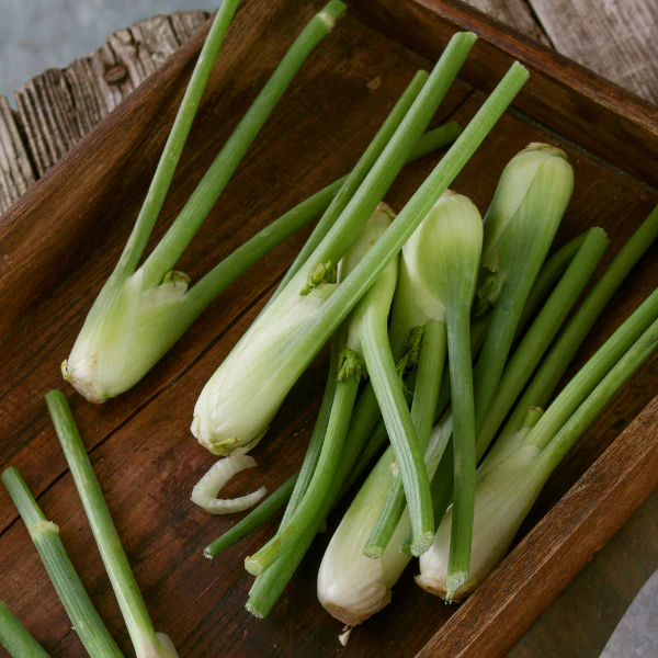 Fennel baby, 0.2 kg pack - Image 3