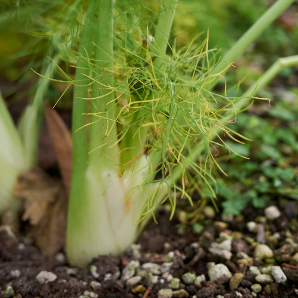 Fennel baby, 0.2 kg pack - Image 4