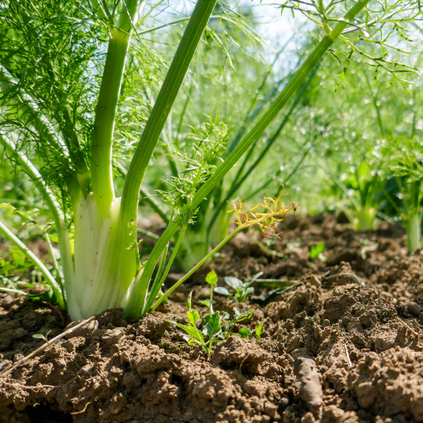 Fennel, 1.5 kg Pack - Image 4