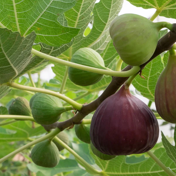 Figs brown 0.5 kg pack - Image 4