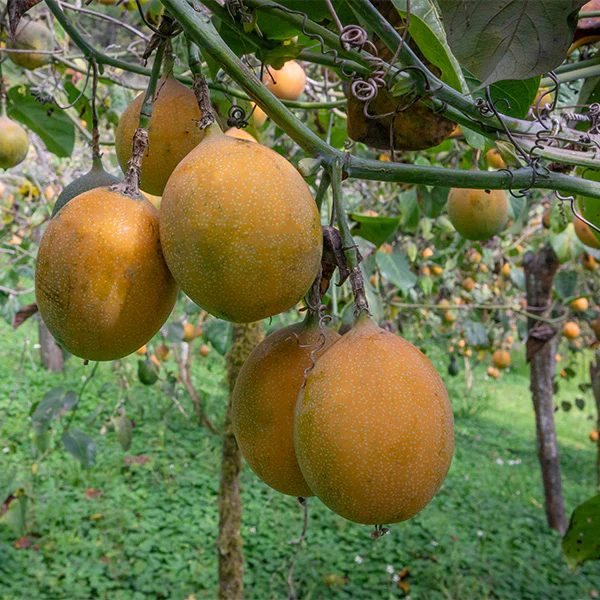 Granadilla 0.5 kg - Image 4