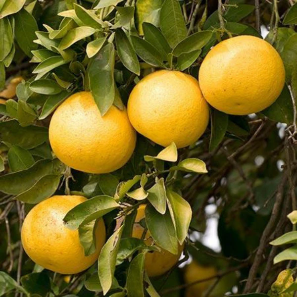 Grapefruits, Pink, 2 kg Bag - Image 4