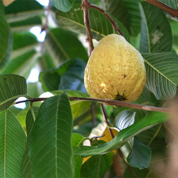 Guavas, 2 kg box - Image 4