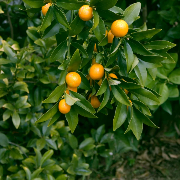 Kumquats, Meiwa , 0.4 Kg pack - Image 4