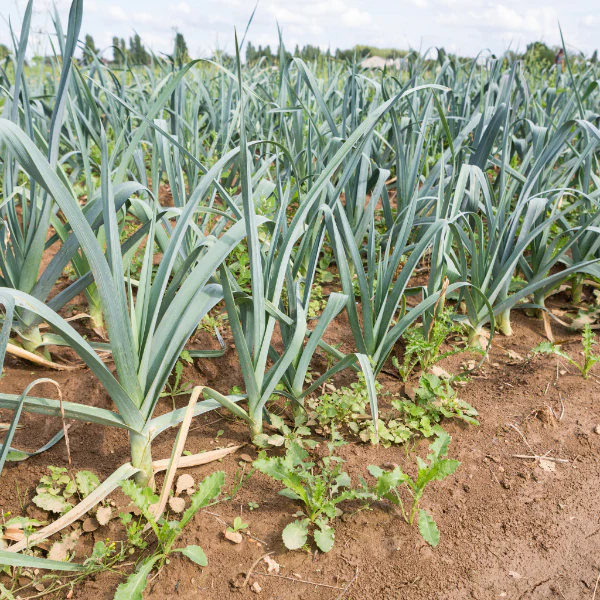 Leeks, 1 kg Bunch - Image 4