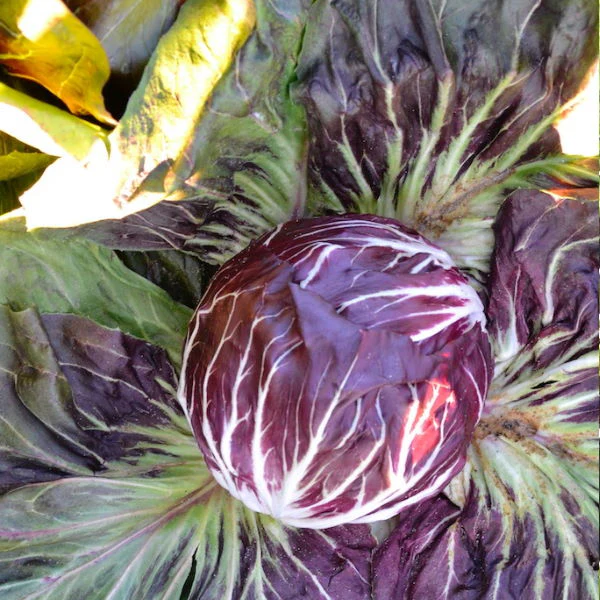 Lettuce, Radicchio Rosso Chioggia, single piece - Image 4