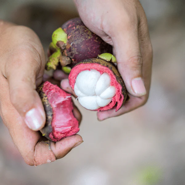Mangosteen, 0.5 kg Pack - Image 3