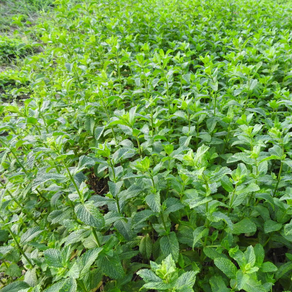 Mint, peppermint, 0.10 kg Bunch - Image 4