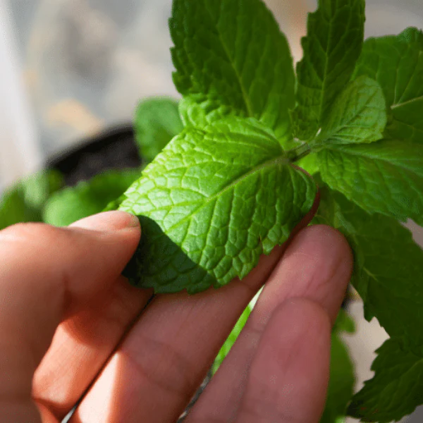 Mint, plant in a pot, peppermint, organic, single piece - Image 3