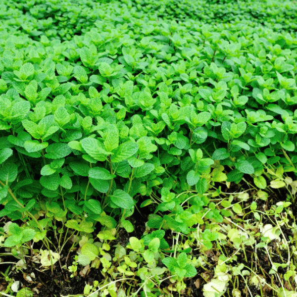 Mint, plant in a pot, peppermint, organic, single piece - Image 4