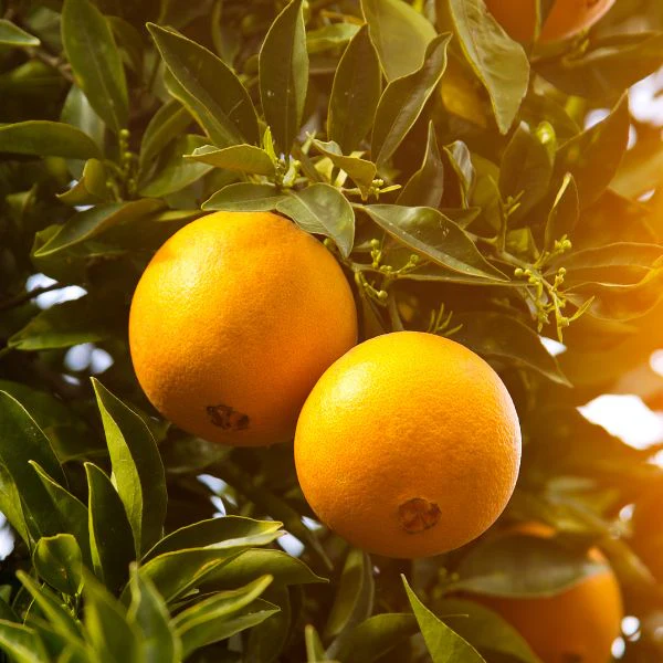 Oranges, Navel, 2 kg Bag - Image 4