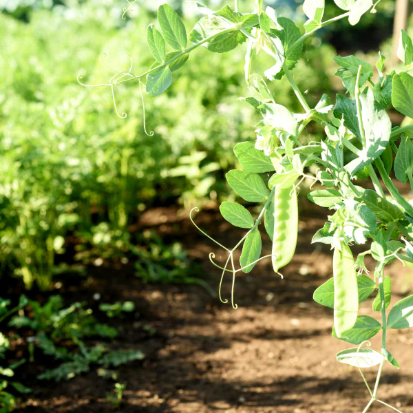 Peas, mangetout, snow peas 0.25 kg Pack - Image 4