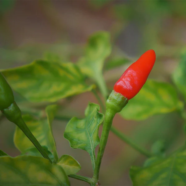 Chilies, baby Thai, Red, 0.1 kg Pack - Image 4