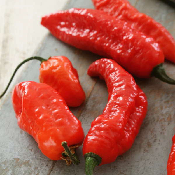 Pepper chili, Naga Jolokia, *super HOT*  0.15 kg pack - Image 3