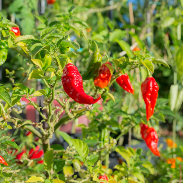 Pepper chili, Naga Jolokia, *super HOT*  0.15 kg pack - Image 4