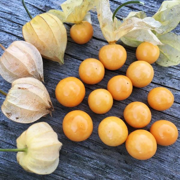Physalis, cape gooseberries, 0.1 kg Pack - Image 3