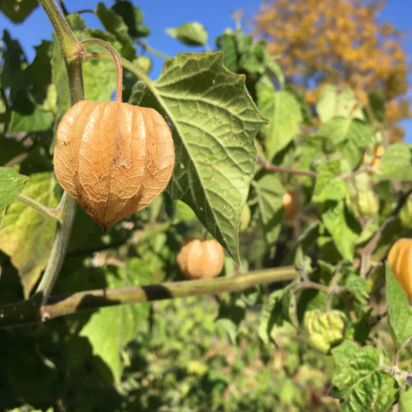 Physalis, cape gooseberries, 0.1 kg Pack - Image 4