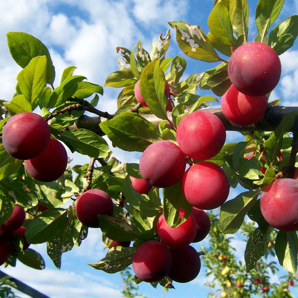 Plums, Red, 1 kg Pack - Image 4