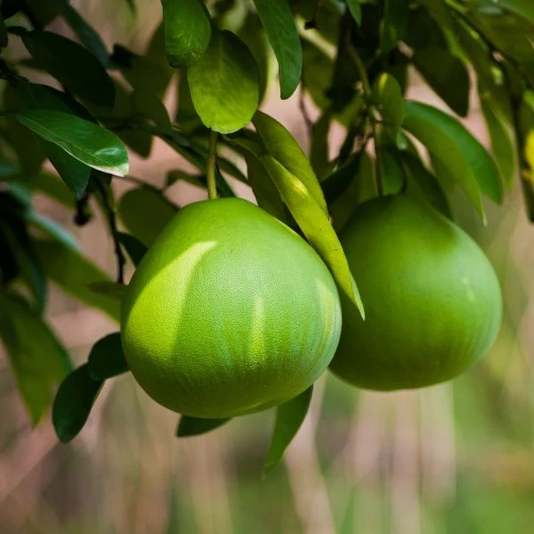Pomelo, one piece - Image 4