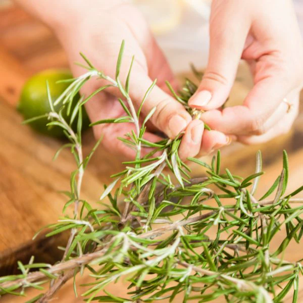 Rosemary, 0.10 kg Bunch - Image 3
