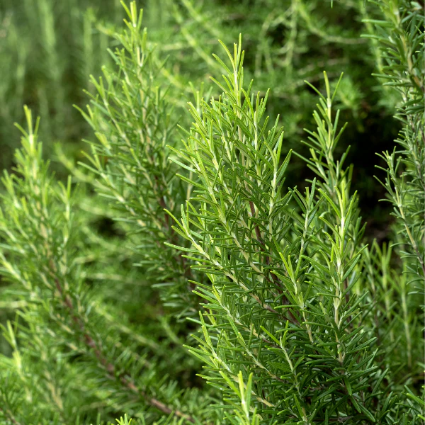 Rosemary, 0.10 kg Bunch - Image 4