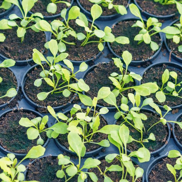 Rucola, Baby ,Hydroponic, 0.125 kg Pack - Image 4