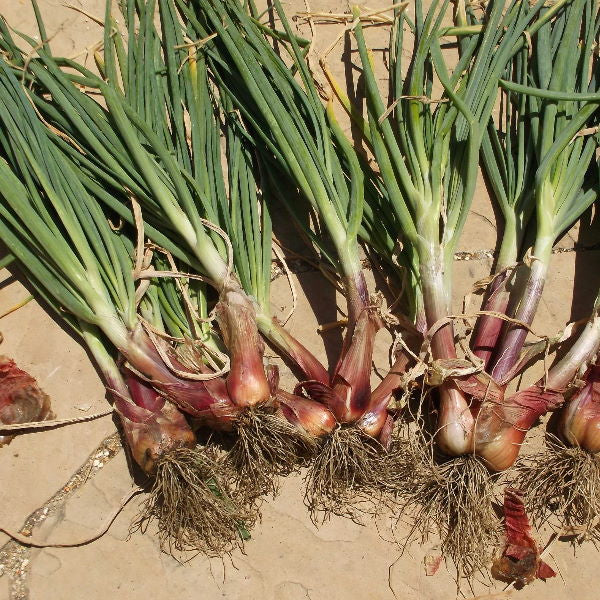 Shallots, round, 0.25 kg Pack - Image 4