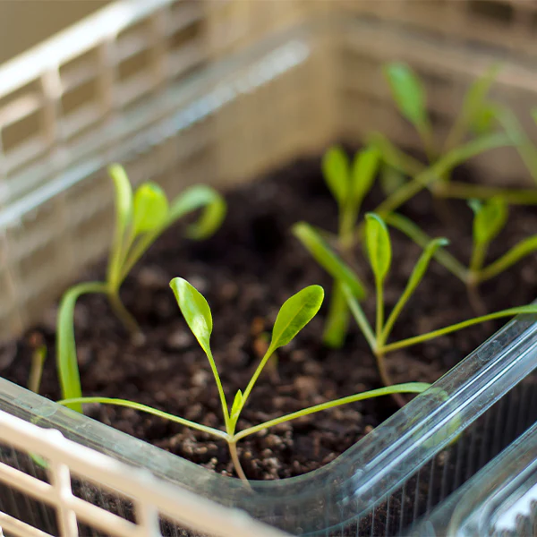 Spinach baby, Hydroponic, 0.125 kg pack - Image 4