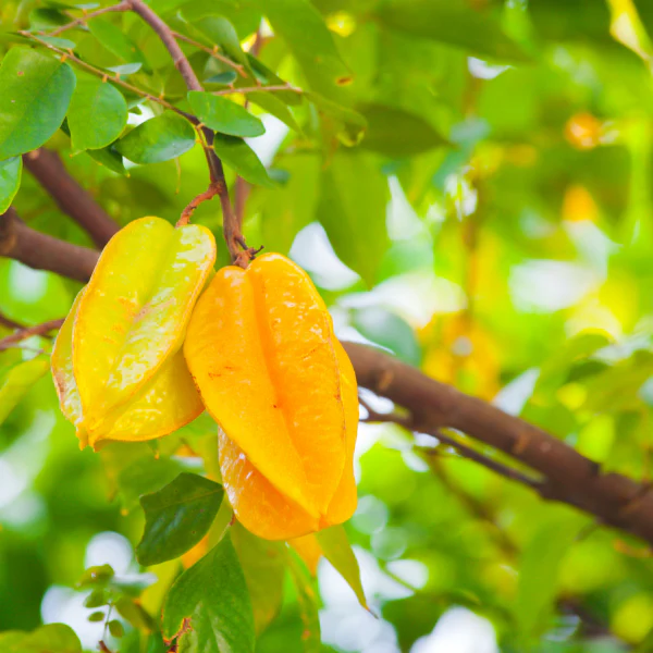 Starfruit, carmbola, 400 gr pack - Image 4