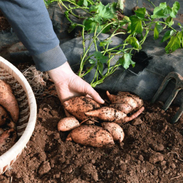Sweet Potatoes, 3 kg carton - Image 4