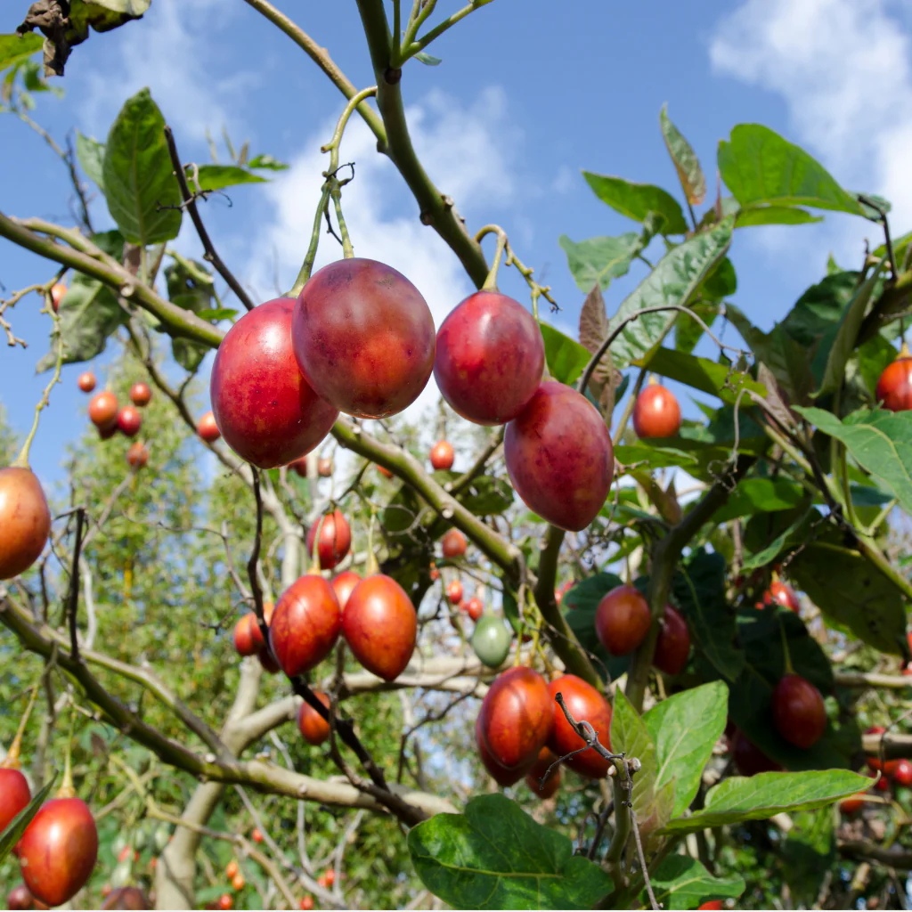 Tamarillo red 0.5 kg pack - Image 3