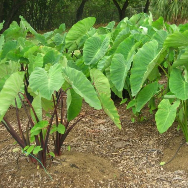 Taro Roots, 1 kg Pack - Image 4