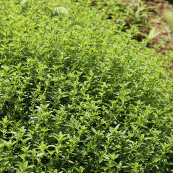 Thyme, fresh, 0.10 kg Bunch - Image 4