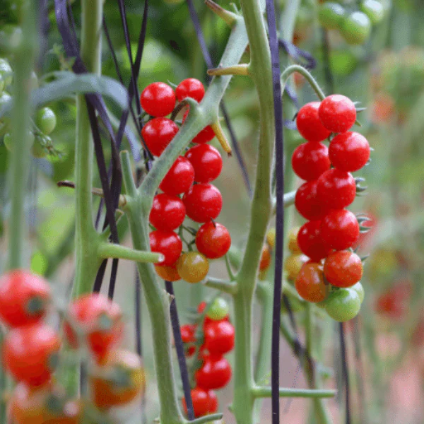 Tomatoes, Cherry, Round, 0.25 kg Pack - Image 4